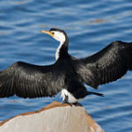 Lire la suite à propos de l’article D&rsquo;Atacama à Tacoma