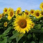 Lire la suite à propos de l’article De tournesols et d&rsquo;ostensoirs