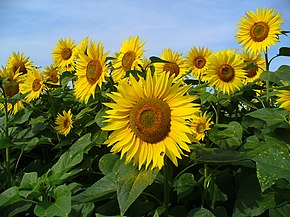 You are currently viewing De tournesols et d&rsquo;ostensoirs