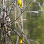Lire la suite à propos de l’article À la croisée des chemins